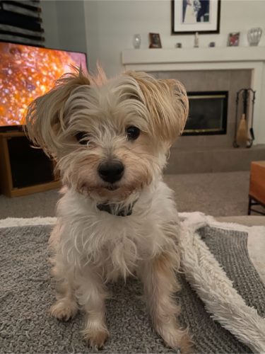 Oreo